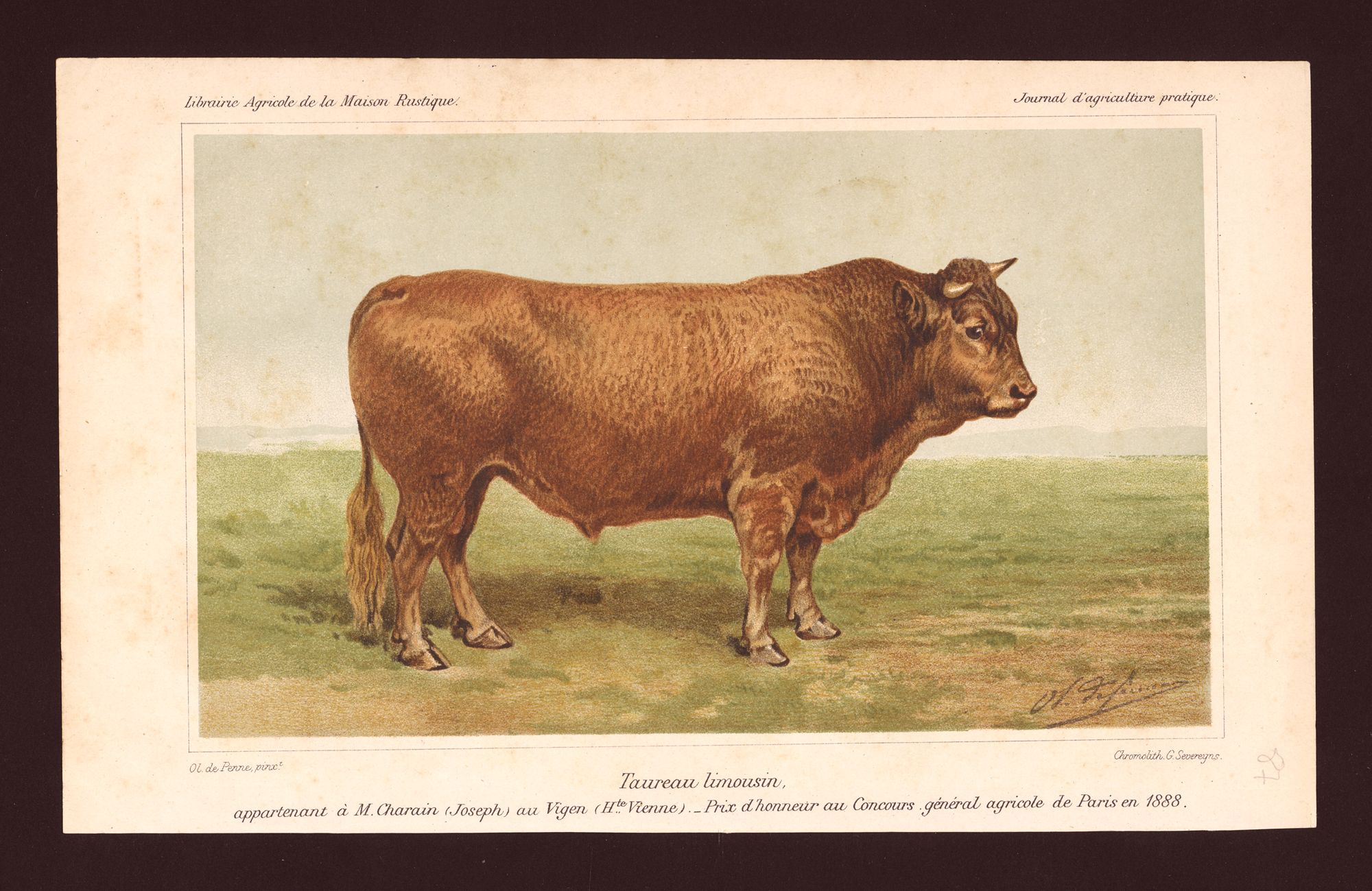 Le centenaire du Herd-Book de la race limousine